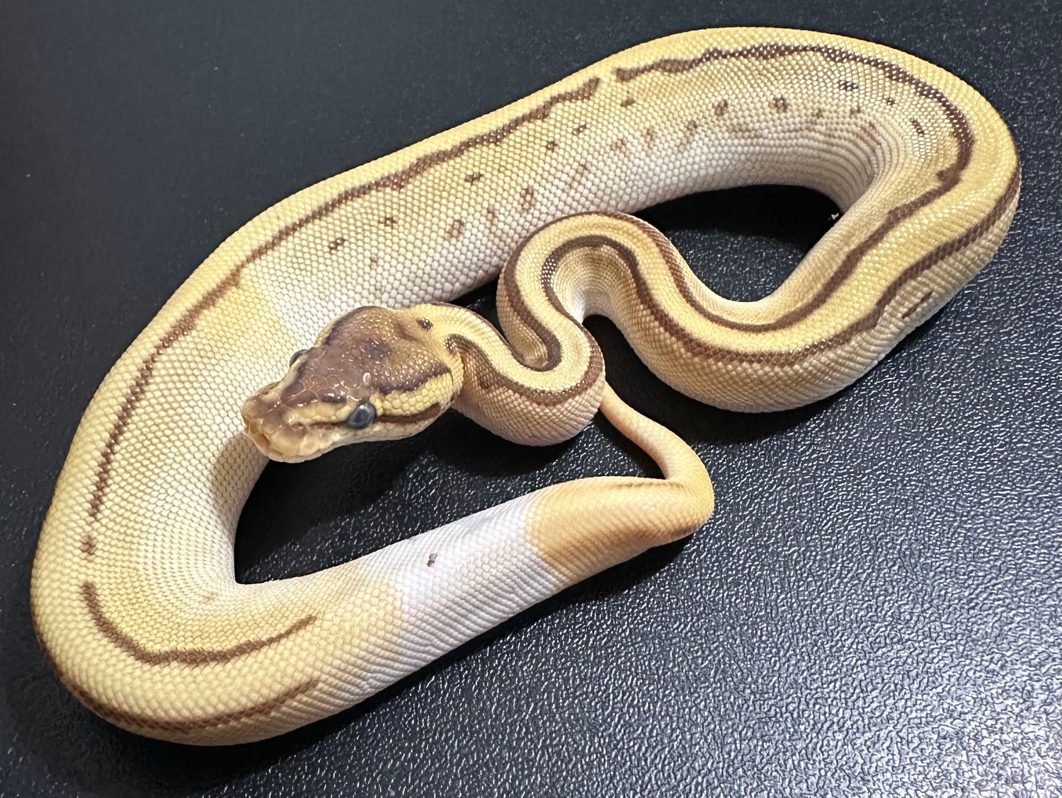 Orange Dream Leopard Mojave Pinstripe Ball Python by Monterey Bay ...