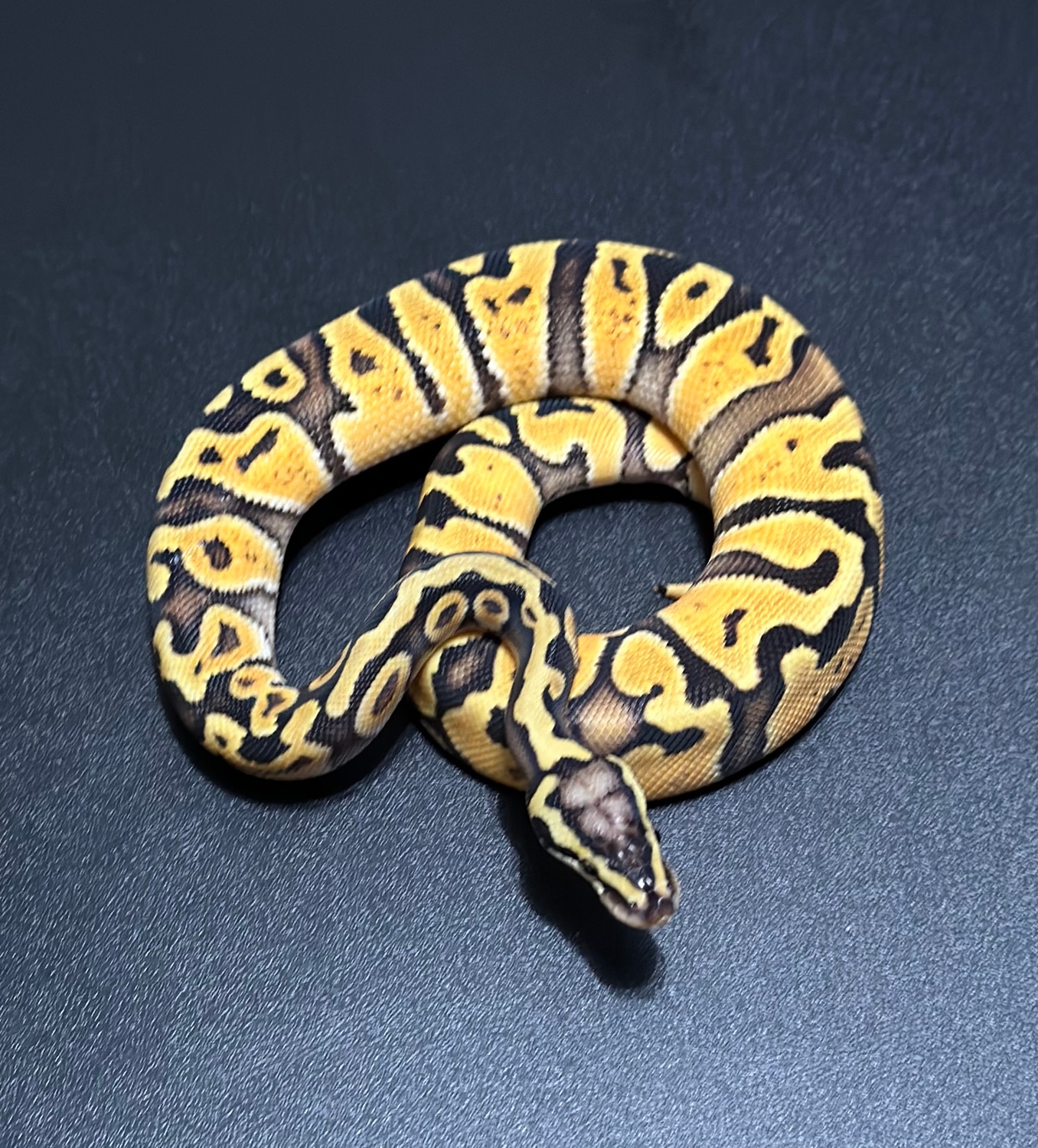 GHi Pastel Enchi 100% Het Hypo Ball Python by Monterey Bay Morphs ...