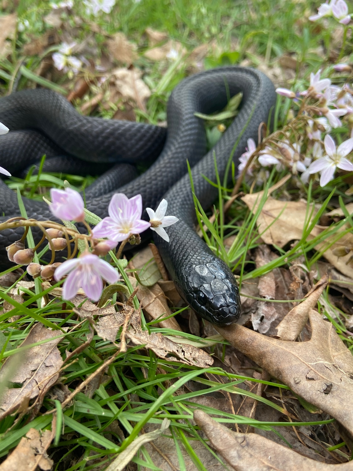 Adult Male Mexican Black Kingsnake by Exotic Energies MorphMarket