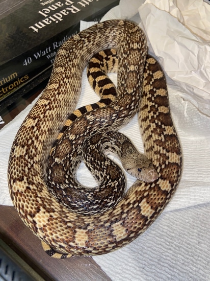 Adult Pair Sonoran Gopher Snakes RTB by AKP Exotics