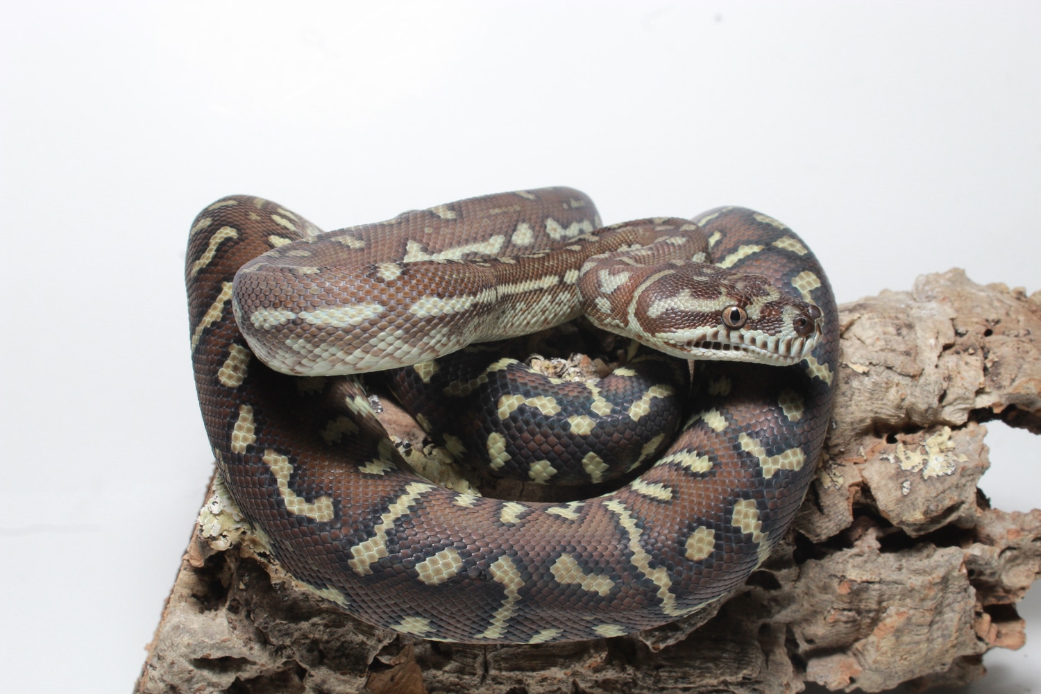 Male Bredls Python Centralian Carpet Python by MaxwellHerps - MorphMarket