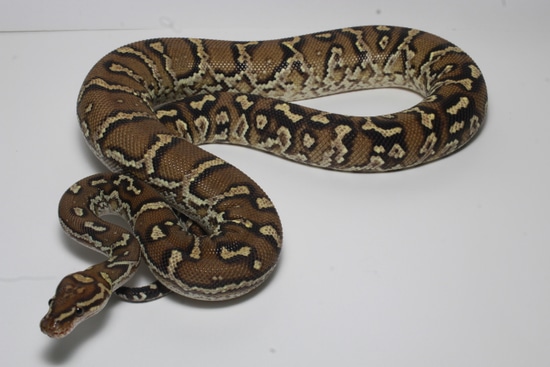 Male Angolan Python by MaxwellHerps