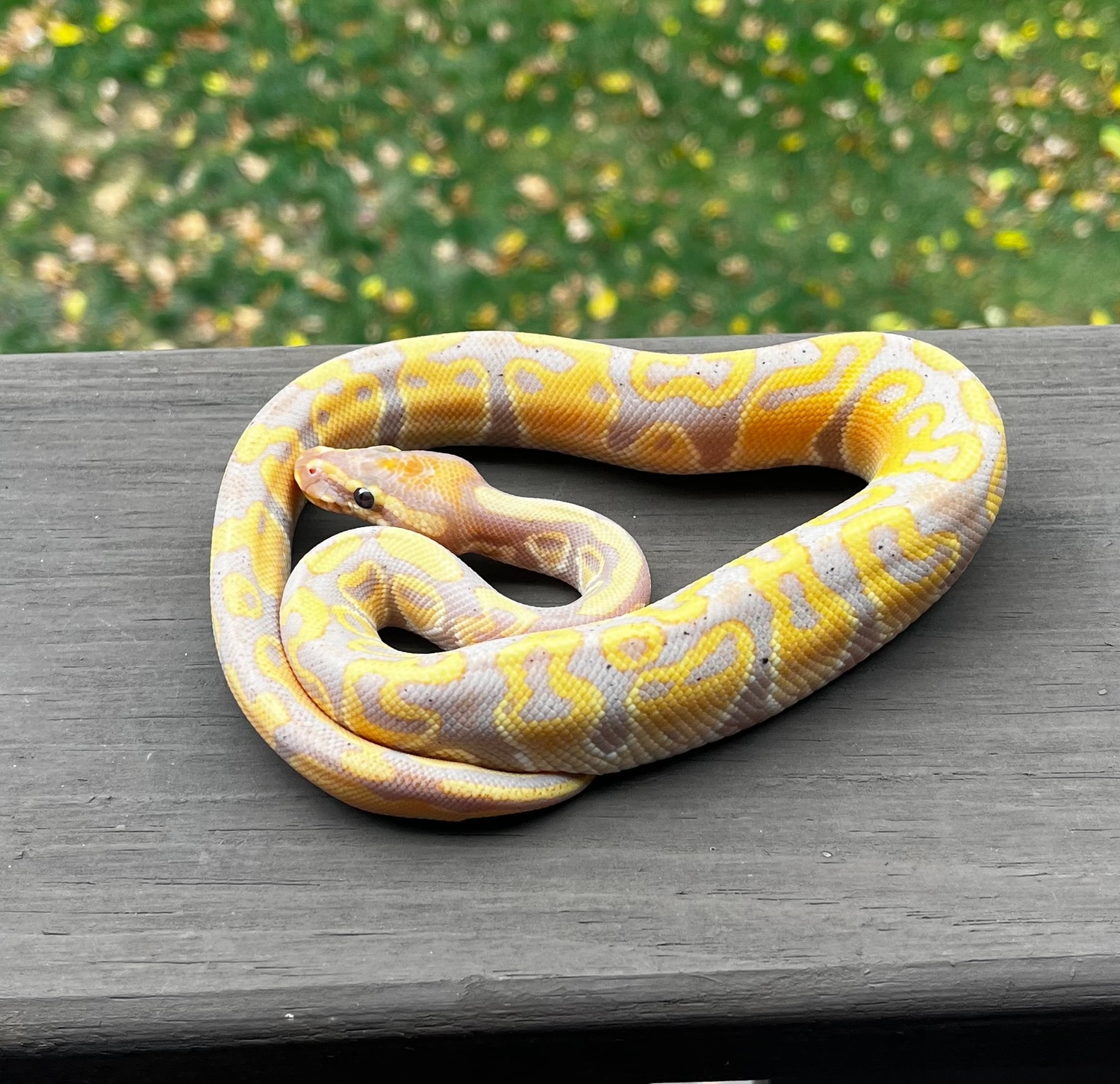 Coral Glow Ball Python by Murray’s Morphs - MorphMarket