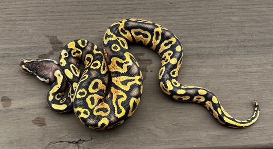 Fire Yellowbelly Cinnamon Ball Python by Murray’s Morphs