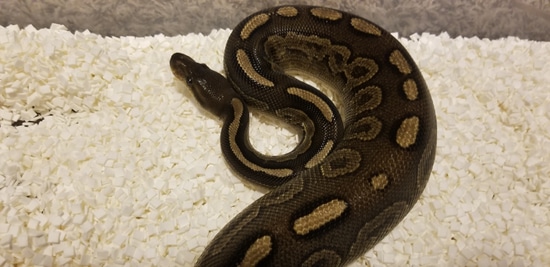 Siren Ball Python by Maynor Reptiles