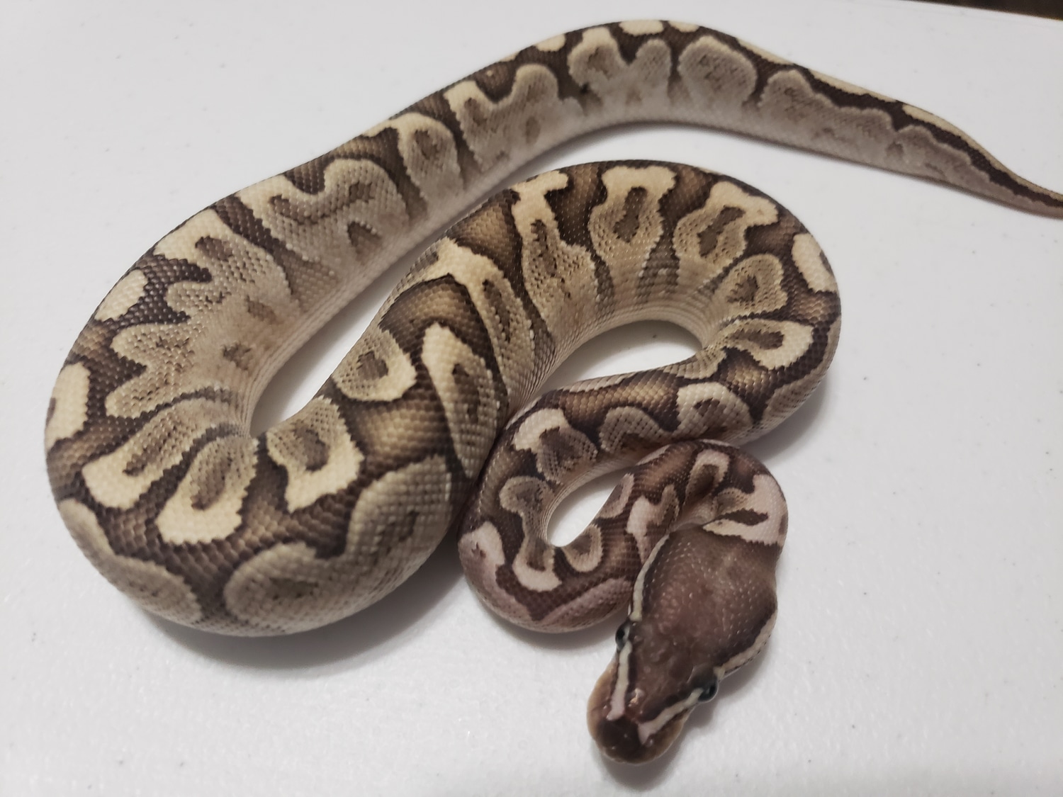 Bamboo Enchi Ball Python by Mayo's Morphs - MorphMarket