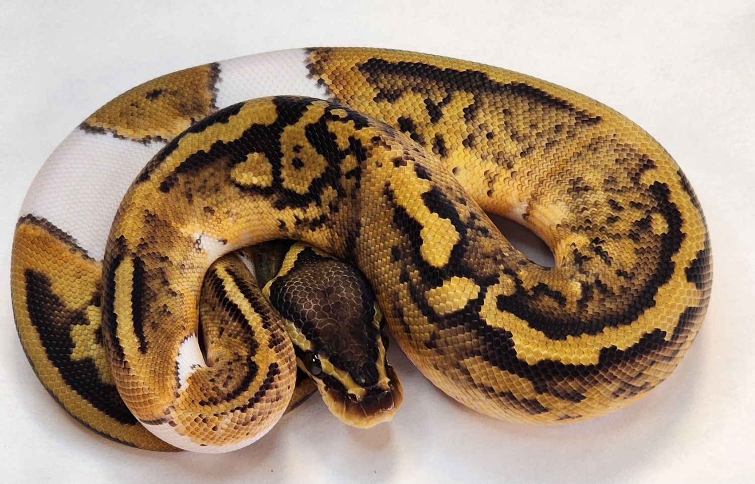 Pastel Pied Ball Python by Mayo's Morphs - MorphMarket