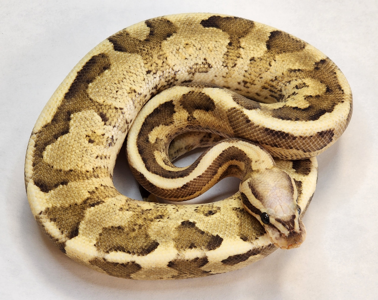 Vanilla Cream Ball Python by Mayo's Morphs MorphMarket