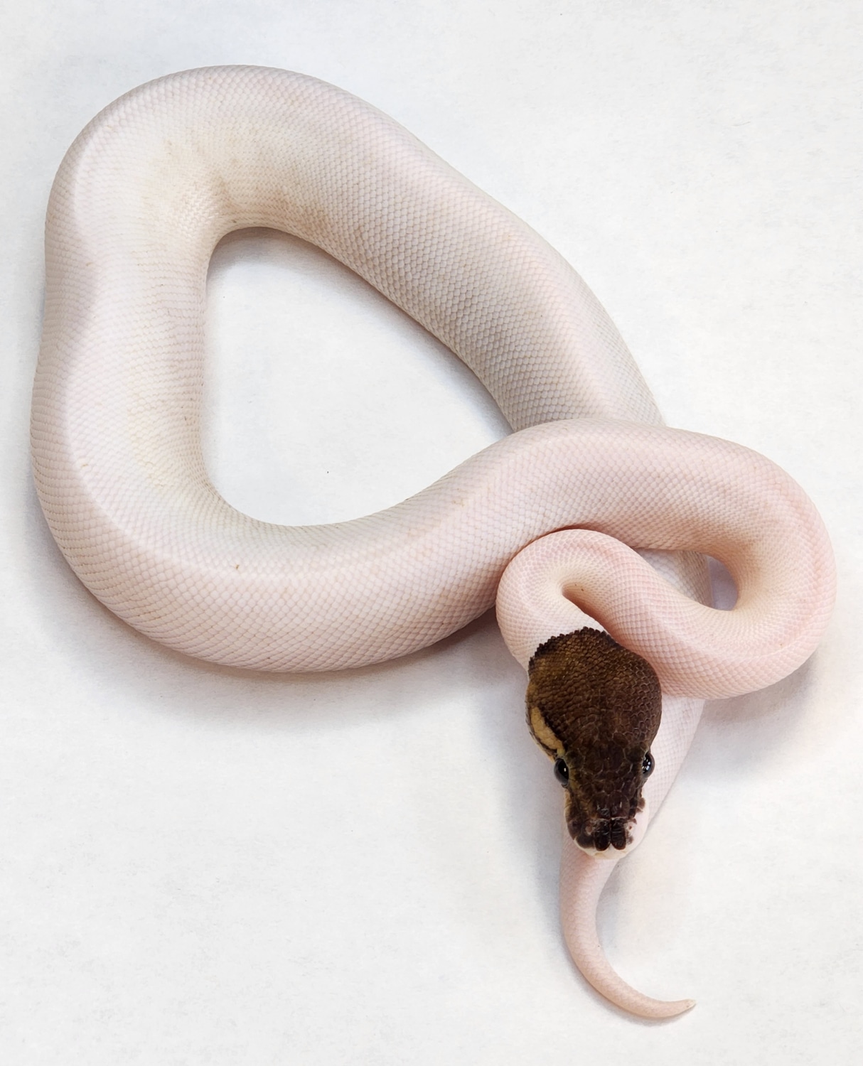 Cinnamon Pied Ball Python by Mayo's Morphs - MorphMarket