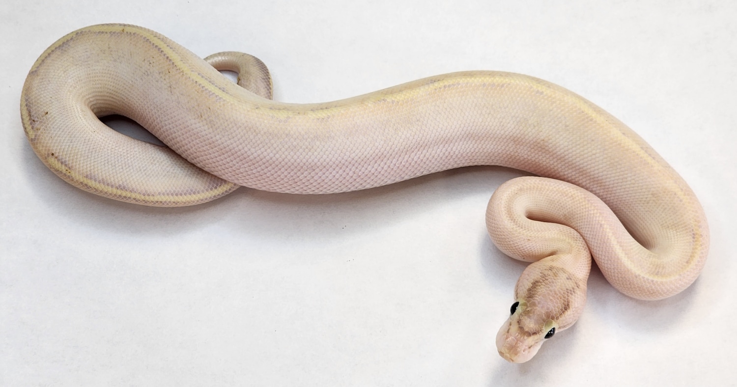 Pastel Ivory Ball Python by Mayo's Morphs - MorphMarket