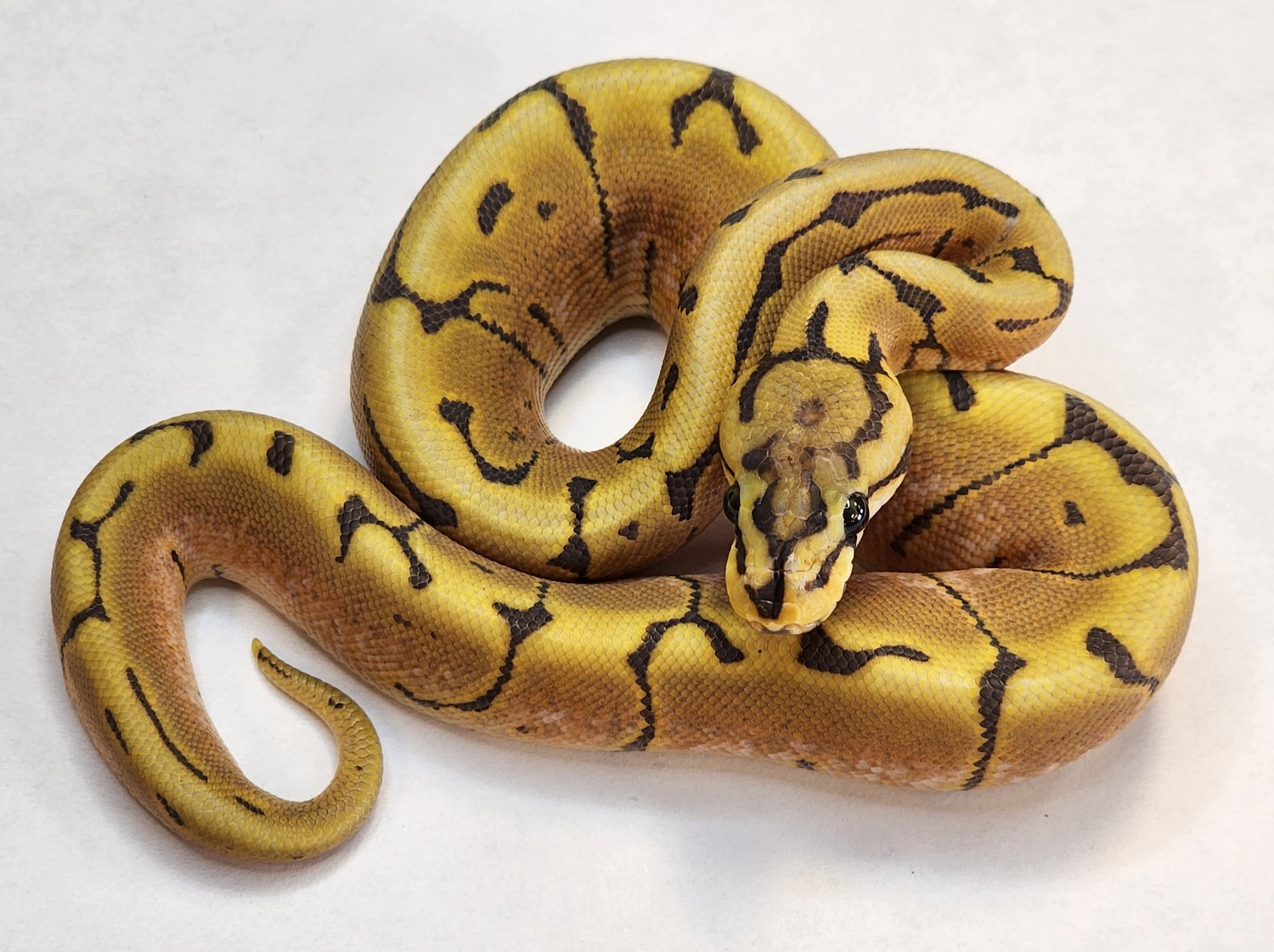 Spider Ghost Ball Python by Mayo's Morphs - MorphMarket