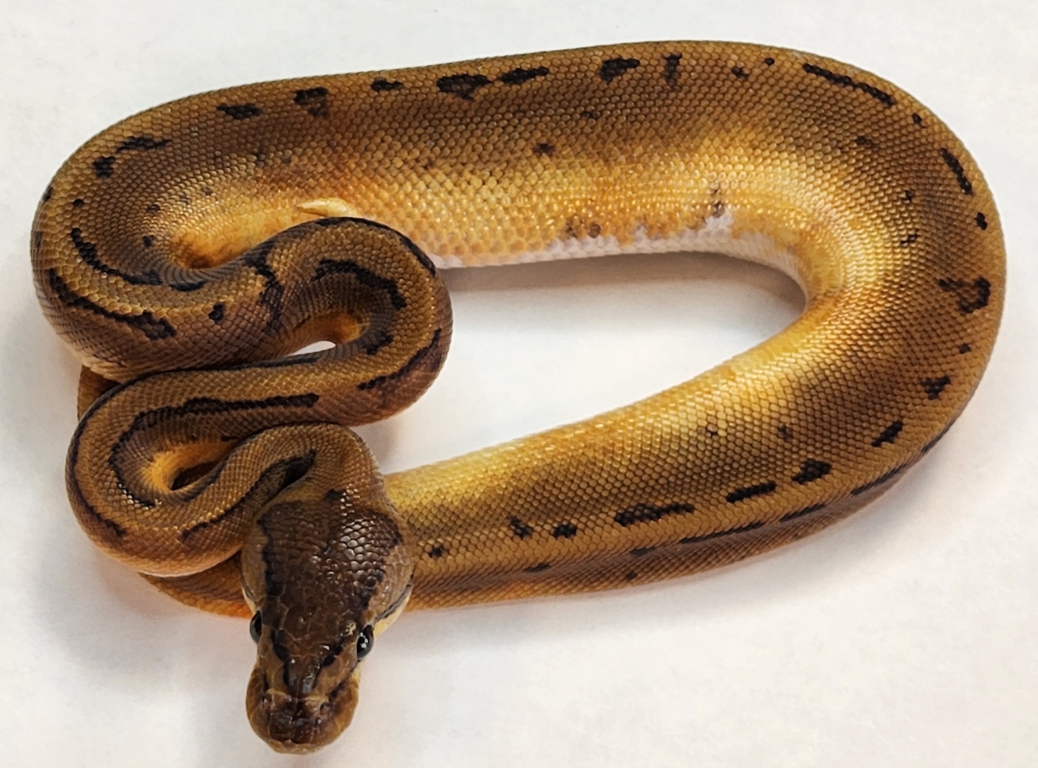 Pinstripe Pied Ball Python by Mayo's Morphs - MorphMarket