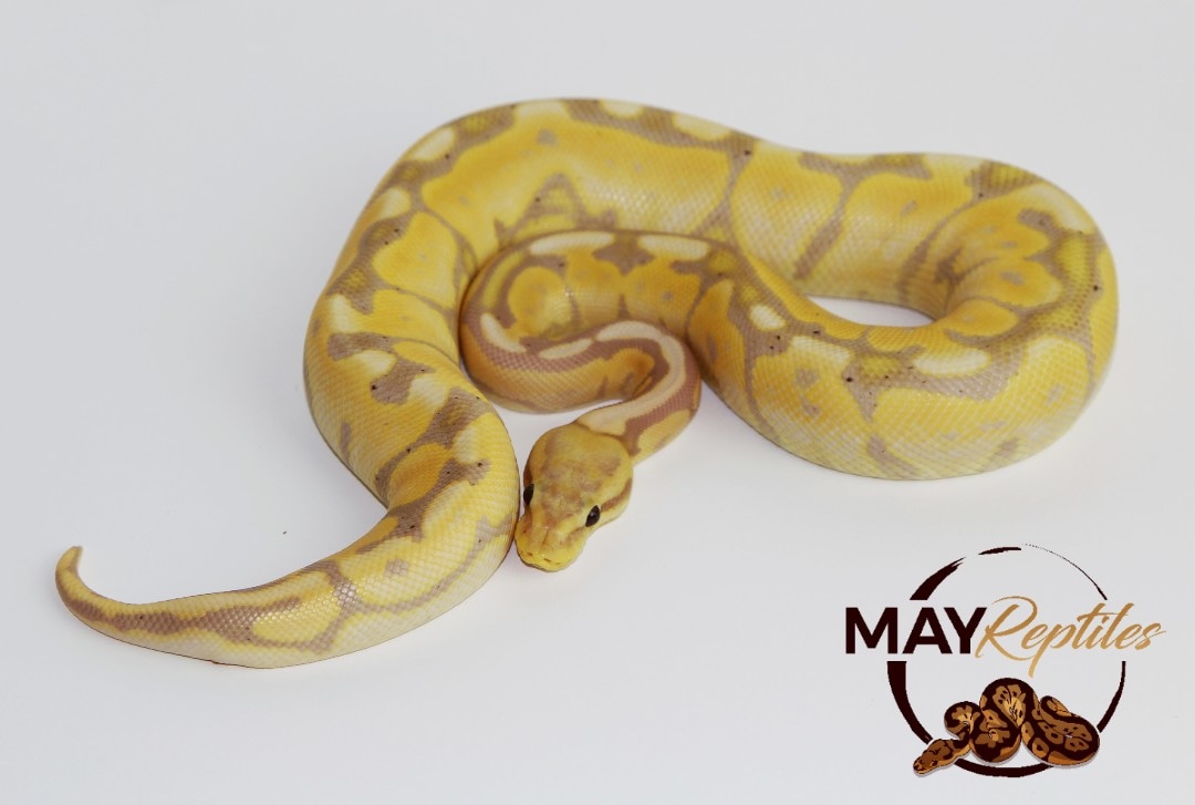 Cinnamon Banana Woma Ball Python by MAY Reptiles MorphMarket