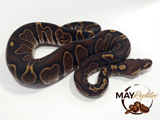 GHI Raven Ball Python by MAY Reptiles
