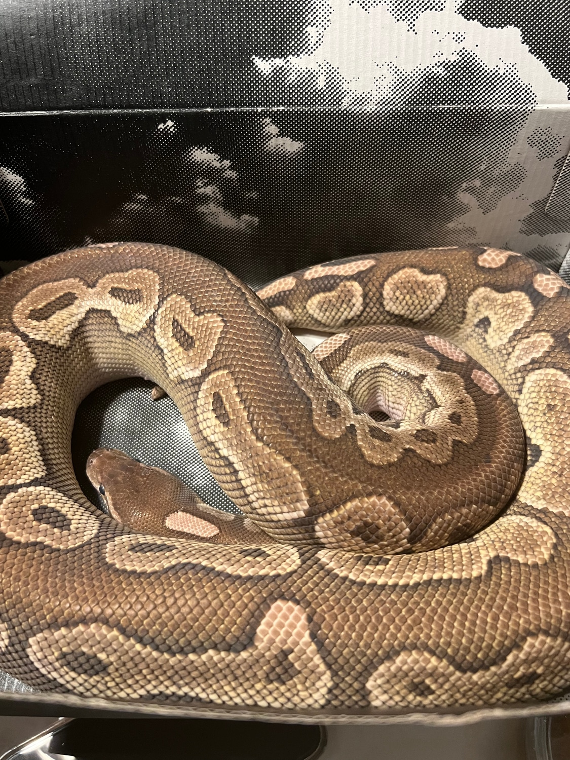 Lesser Cinnamon Ball Python by Maz Morphs - MorphMarket