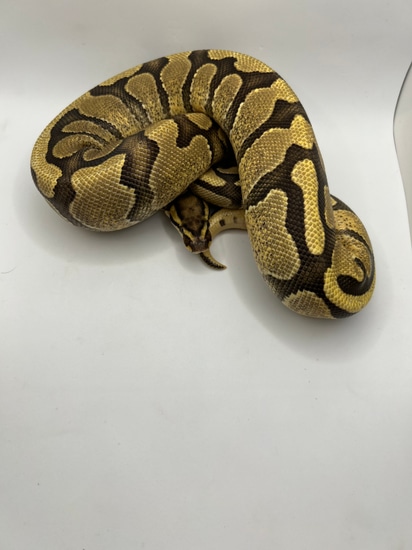 Enchi Fire Yellowbelly Ball Python by Maz Morphs
