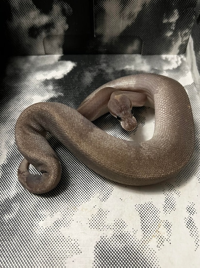 8 Ball/Super Cinnamon Ball Python by Maz Morphs