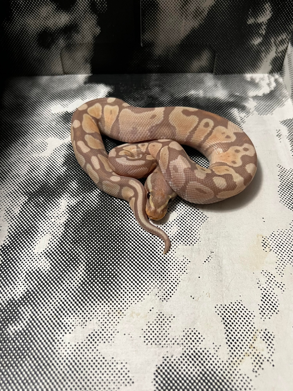 Banana Pastel Ball Python by Maz Morphs MorphMarket
