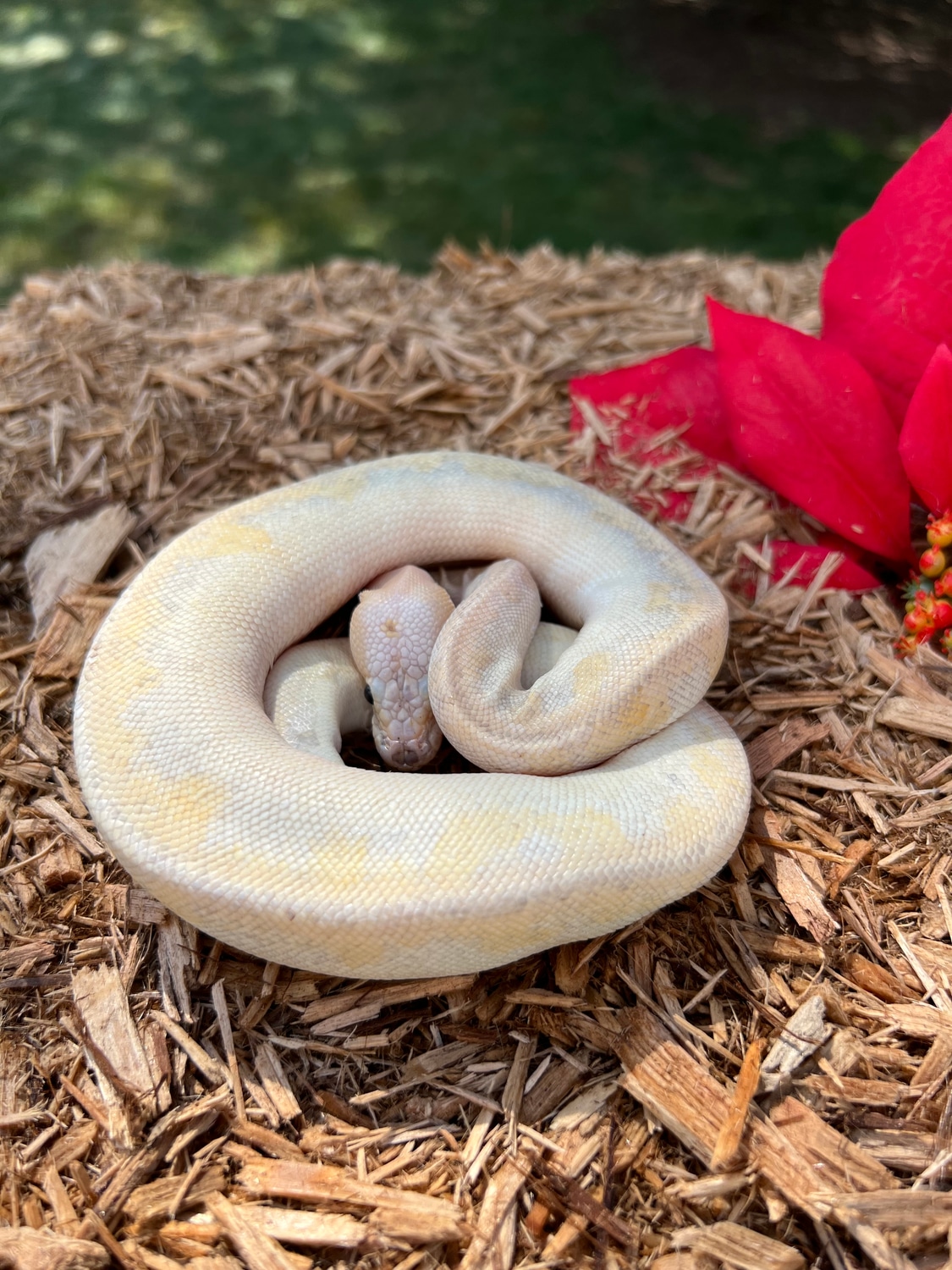 Pastel Champagne Ball Python by Maz Morphs - MorphMarket