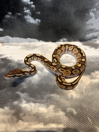 Lesser Ball Python by Maz Morphs
