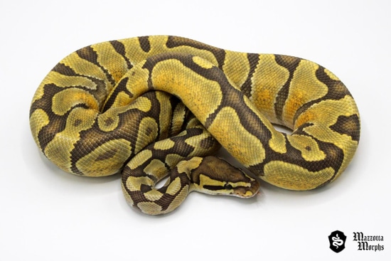 OD Enchi Ghost Ball Python by Mazzotta Morphs