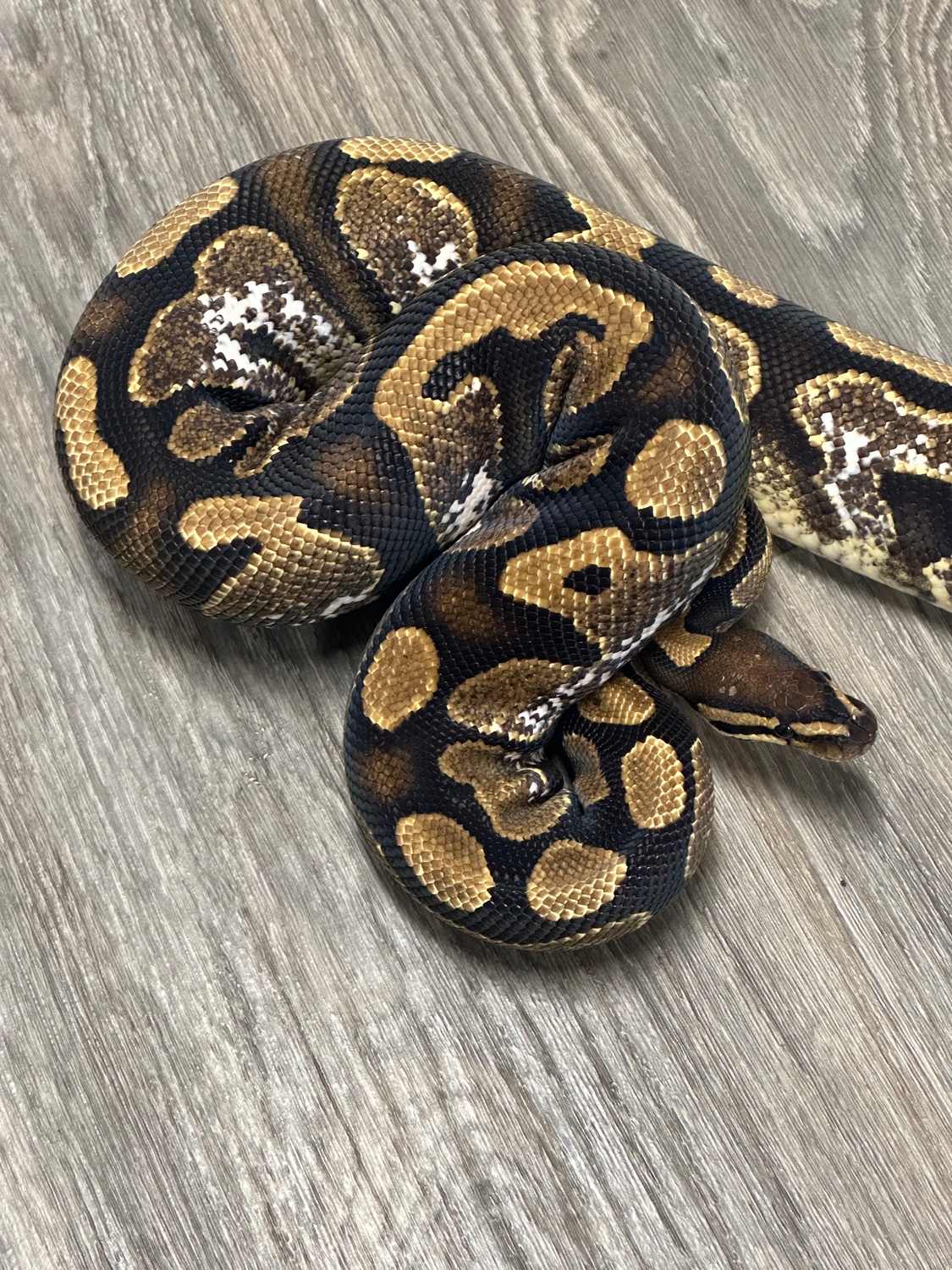 Calico Yellow Belly Ball Python by Mazzotta Morphs MorphMarket