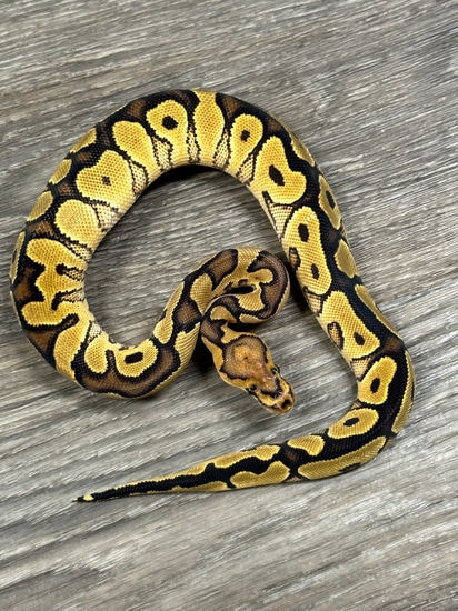 *no reserve* fire orange dream clown ball python by... Orange Dream Clown Ball Python by Mazzotta Morphs