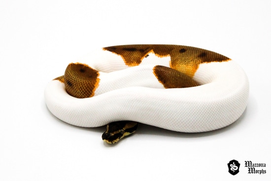 Orange Dream Enchi Leopard Pied Ball Python by Mazzotta Morphs