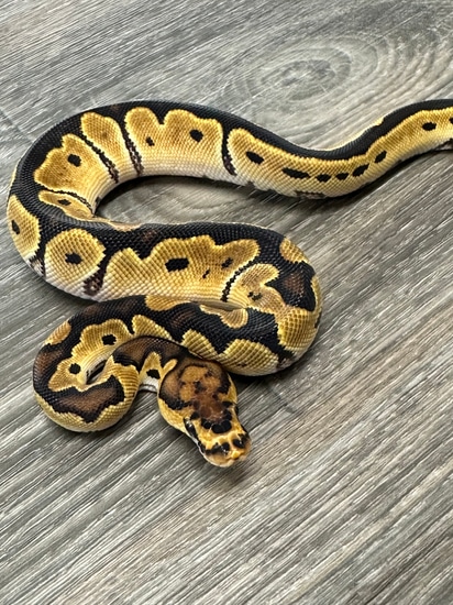 *no reserve* fire orange dream clown ball python by... Orange Dream Clown Ball Python by Mazzotta Morphs