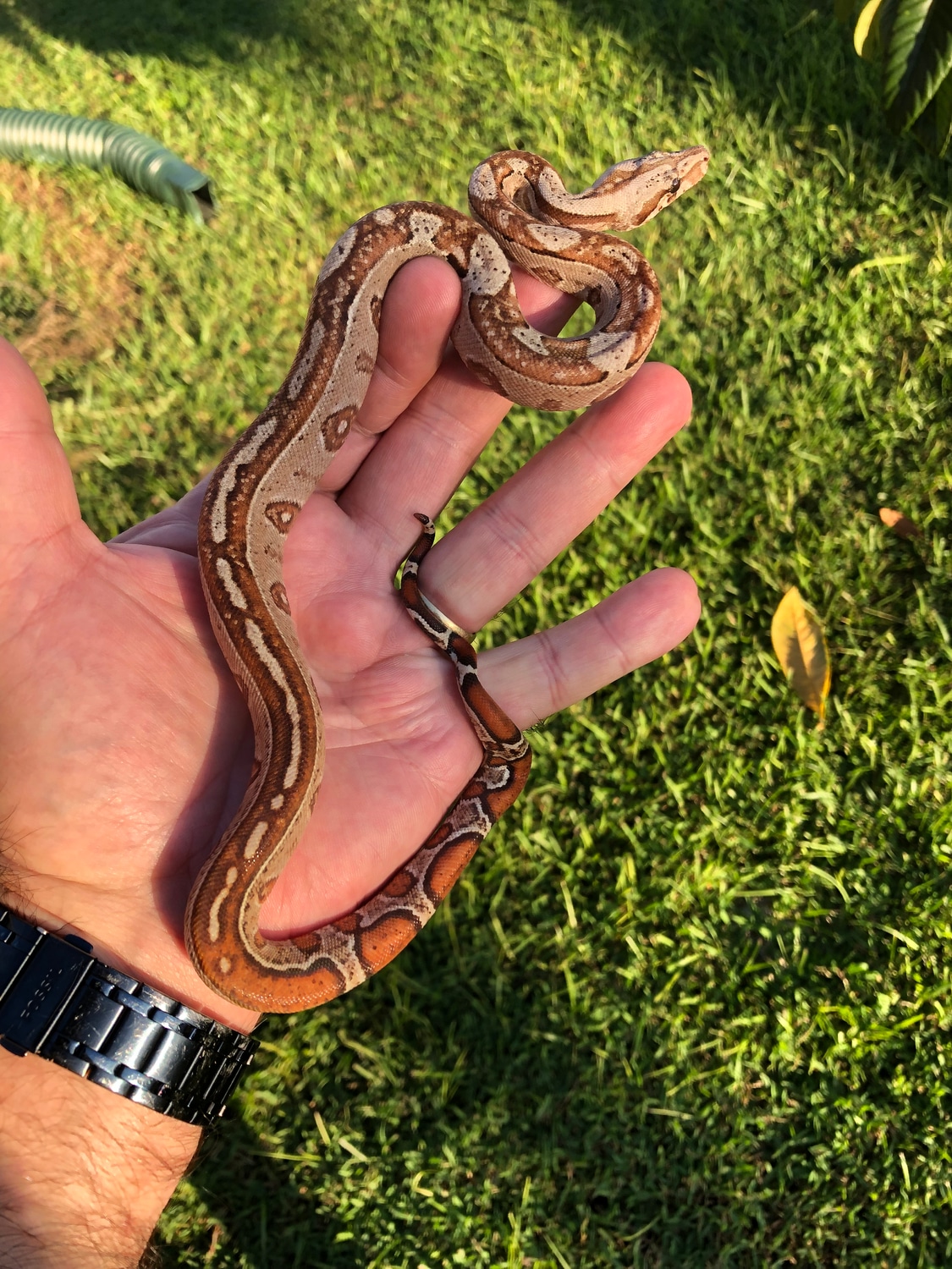Hypo Het Leopard Sonora Boa Boa Constrictor by Bula Boas MorphMarket