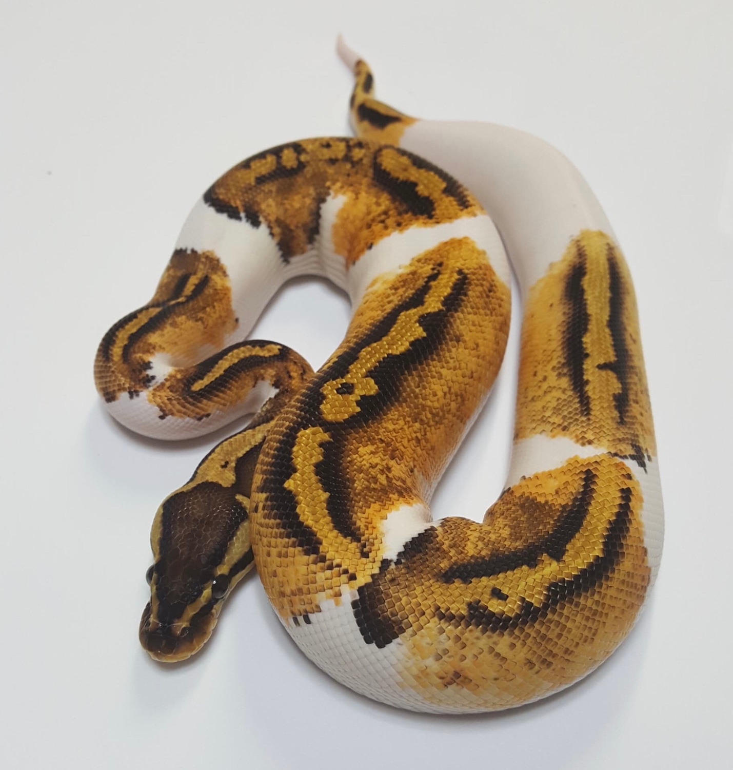 pastel-yellowbelly-pied-ball-python-by-mb-exotics-morphmarket