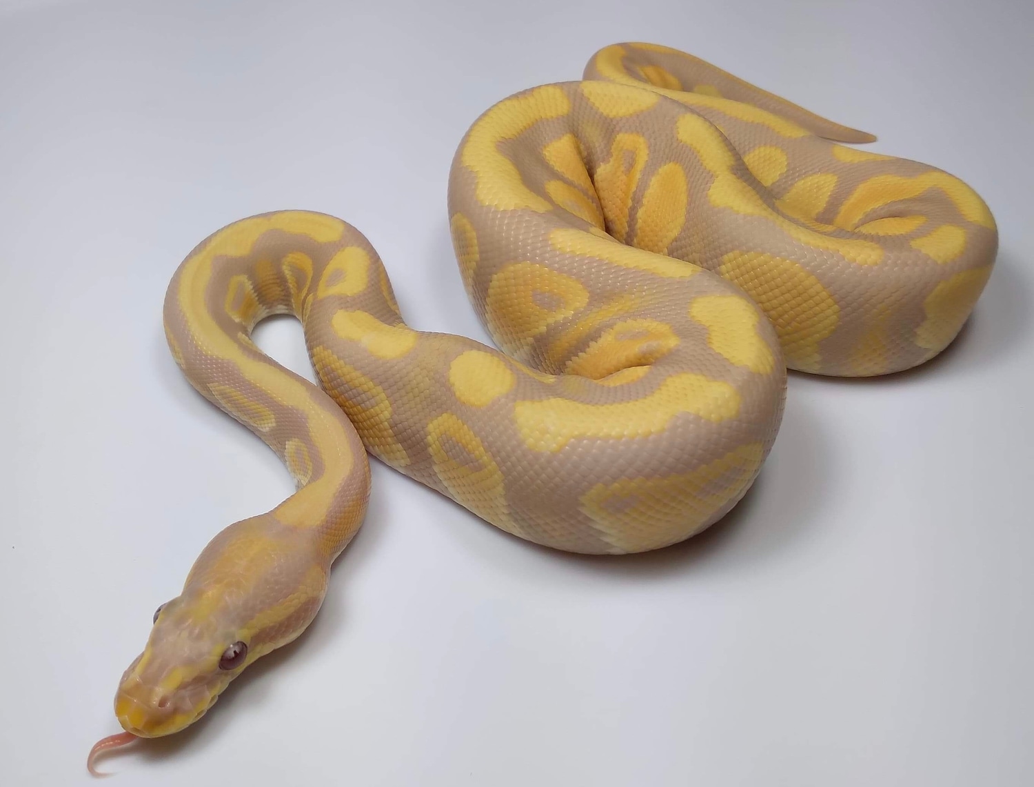 Candy Het Pied Ball Python by MB Exotics MorphMarket