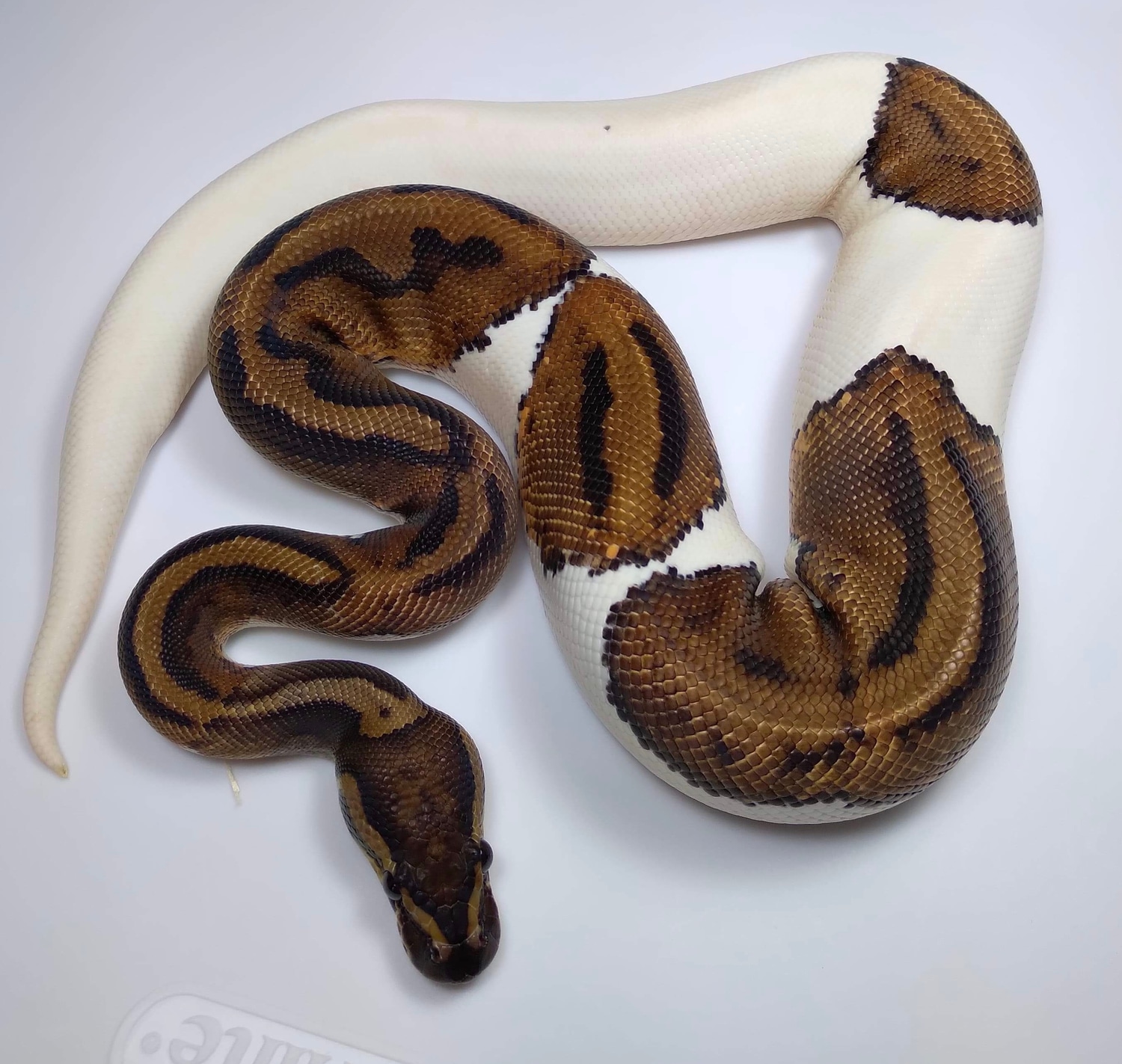 Pied Het Candy Ball Python by MB Exotics - MorphMarket