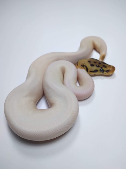Leopard Spied Ball Python by MB Exotics