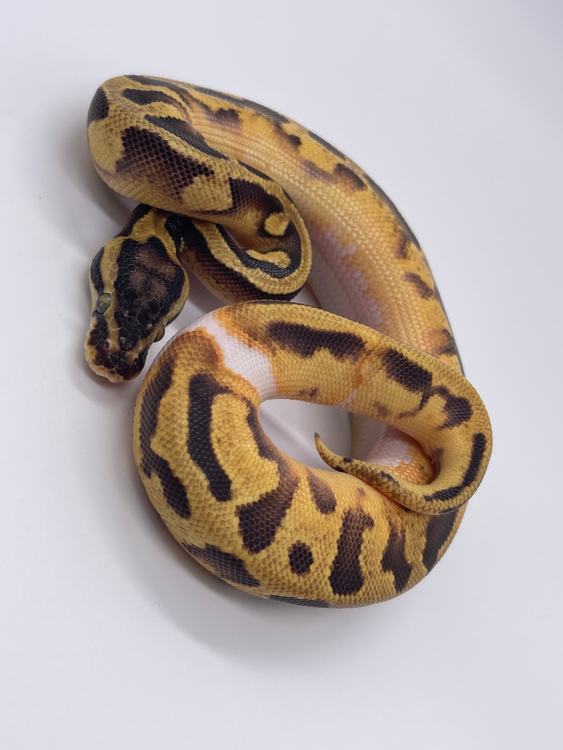 Pastel Enchi Pied Ball Python by MB Exotics MorphMarket