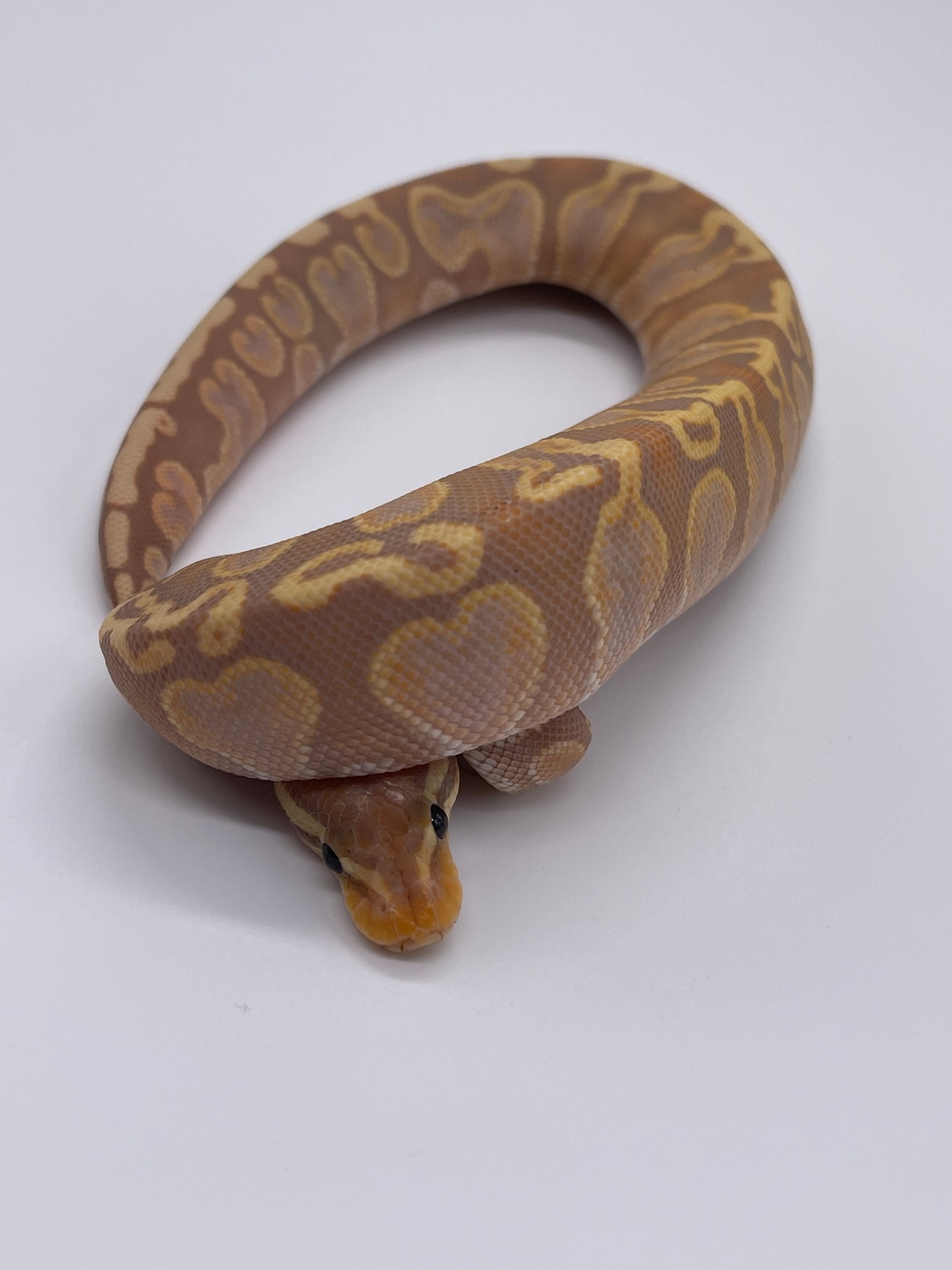 Banana GHI Ball Python by MB Exotics MorphMarket