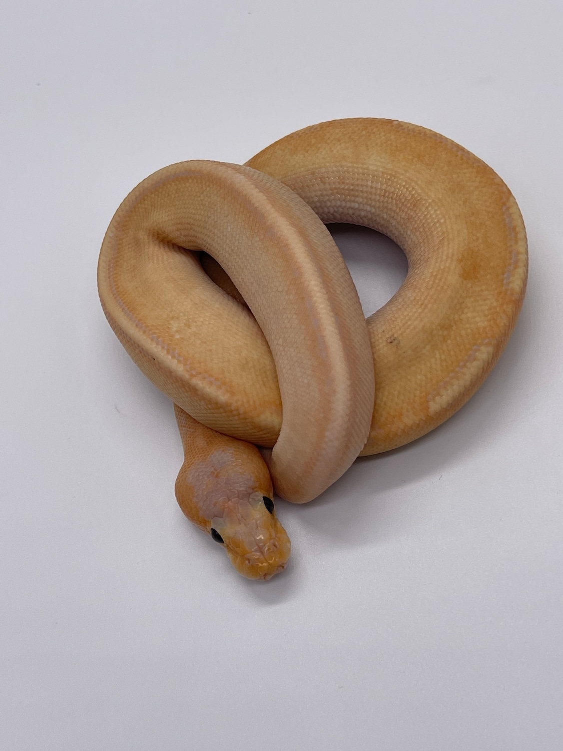 Banana Champagne Ball Python by MB Exotics MorphMarket
