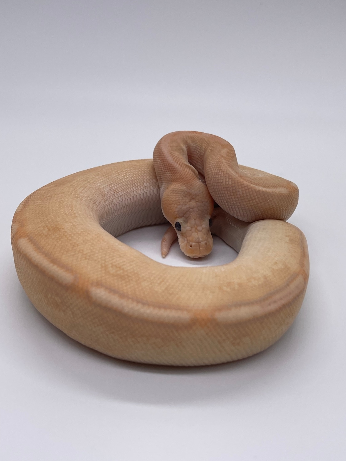 Banana Champagne Ball Python by MB Exotics MorphMarket