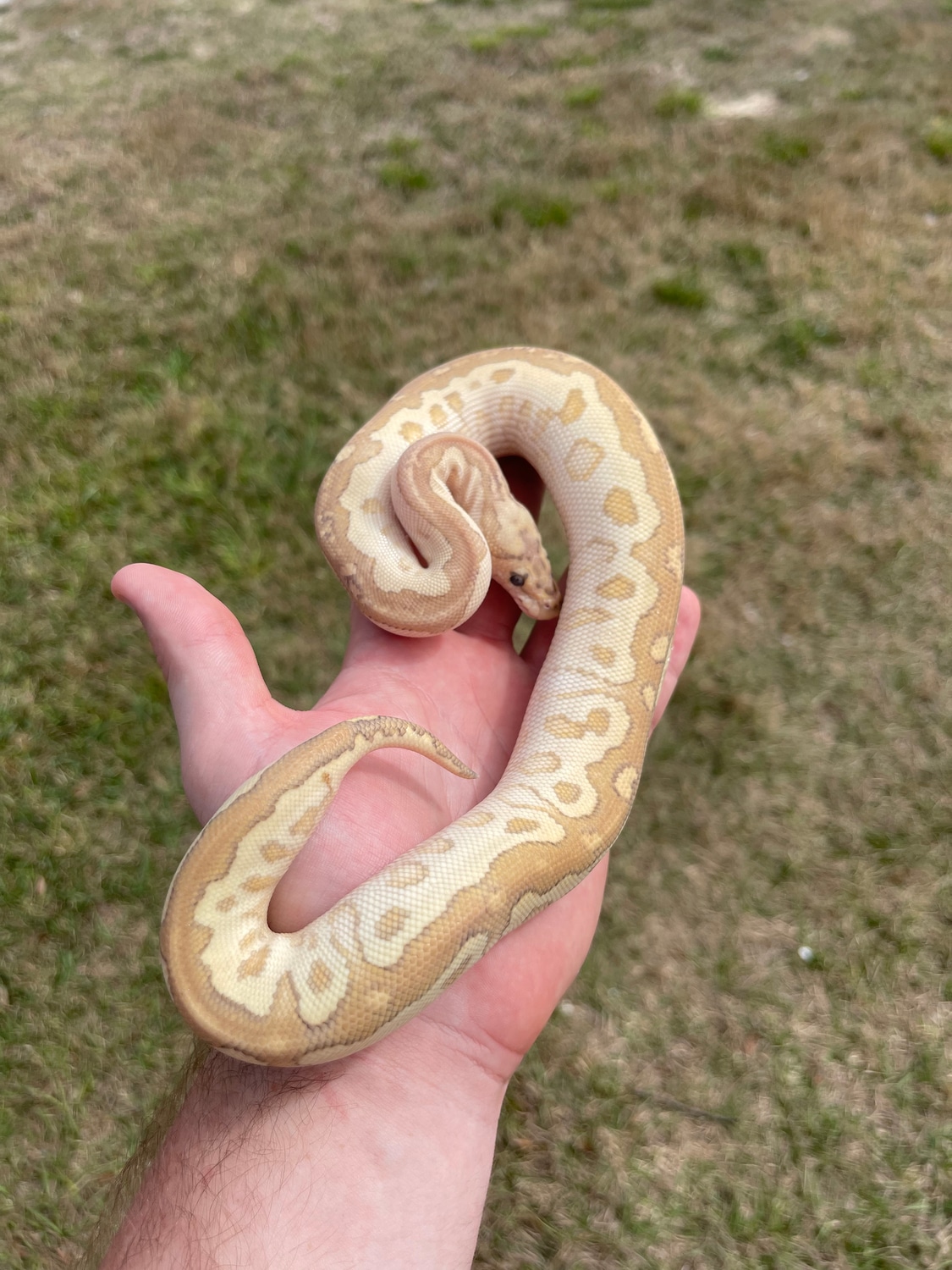 Lesser Fire Clown (FREE SHIPPING) Ball Python by MB Exotics - MorphMarket