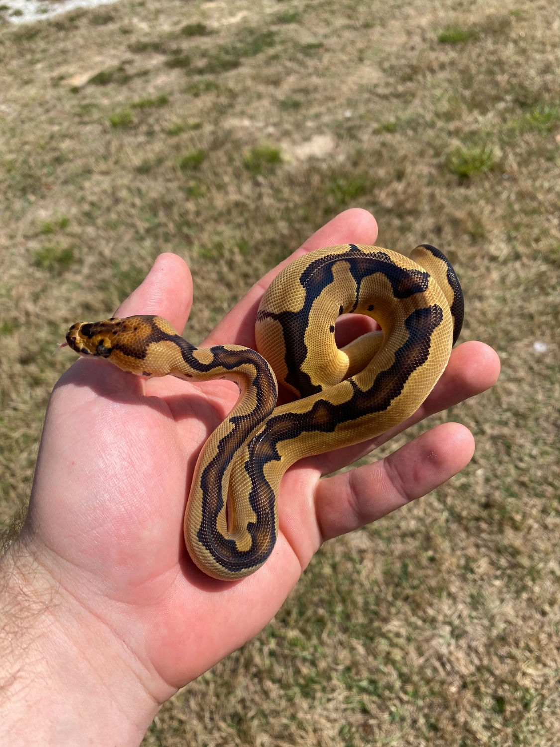 Clown (FREE SHIPPING) Ball Python by MB Exotics MorphMarket