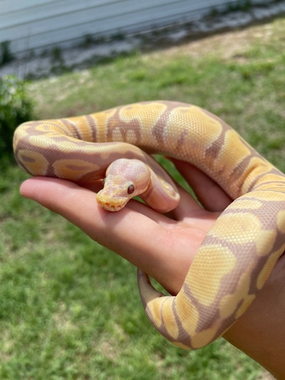 Candy Ball Python by MB Exotics