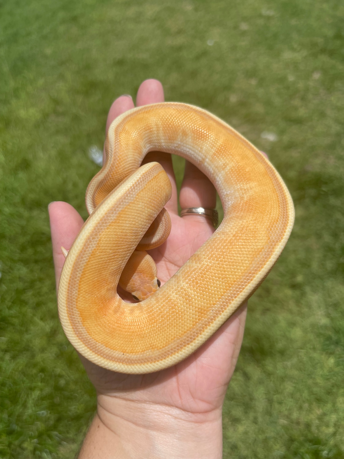Banana GStripe Ball Python by MB Exotics MorphMarket