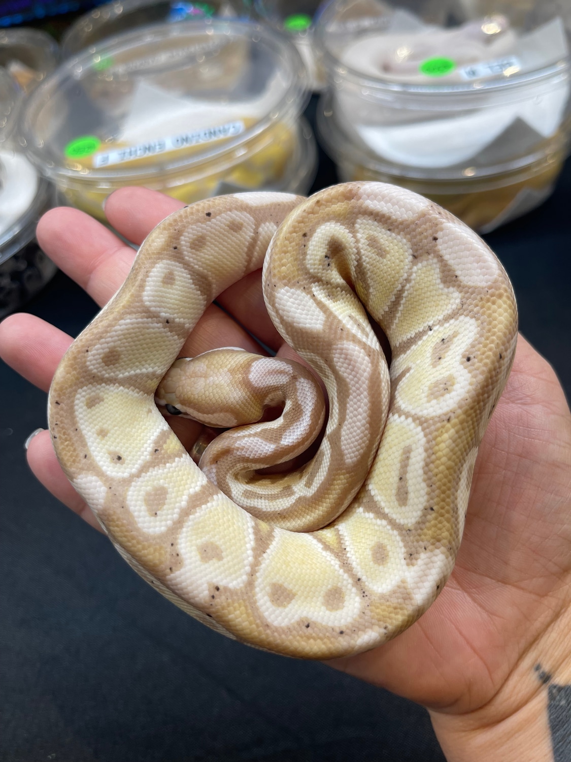 Banana Axanthic VPI Ball Python by MB Exotics - MorphMarket