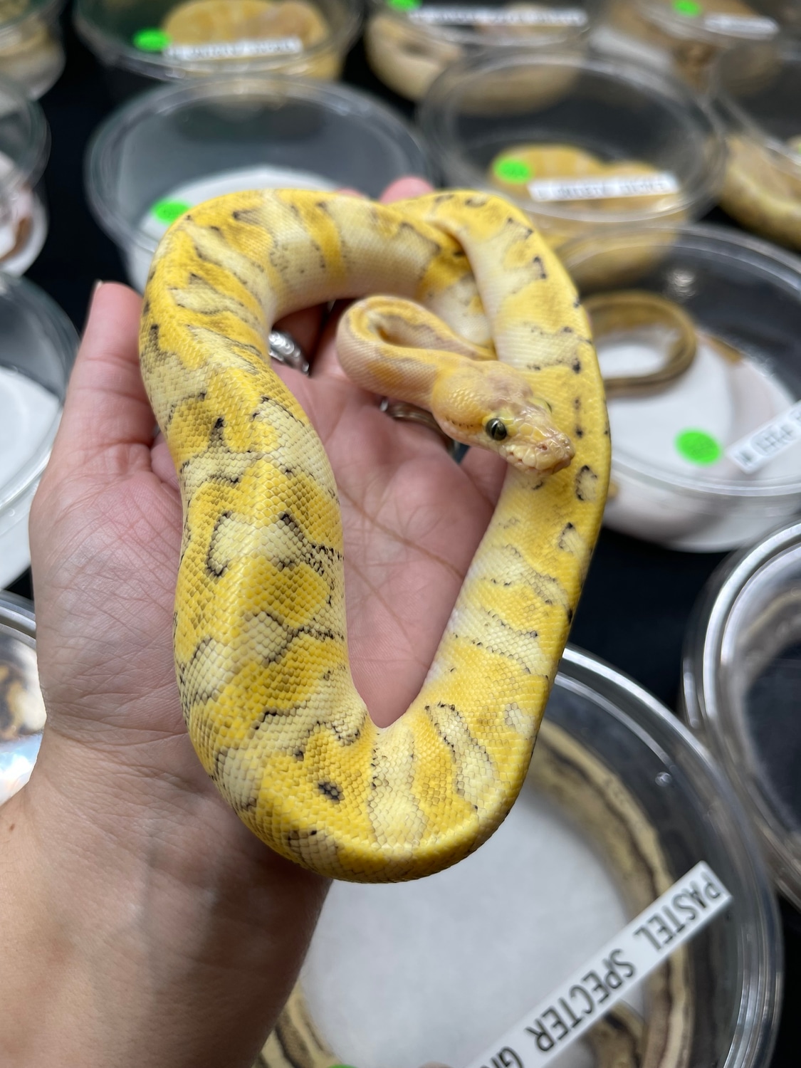 Pastel Enchi Champagne Ball Python by MB Exotics MorphMarket