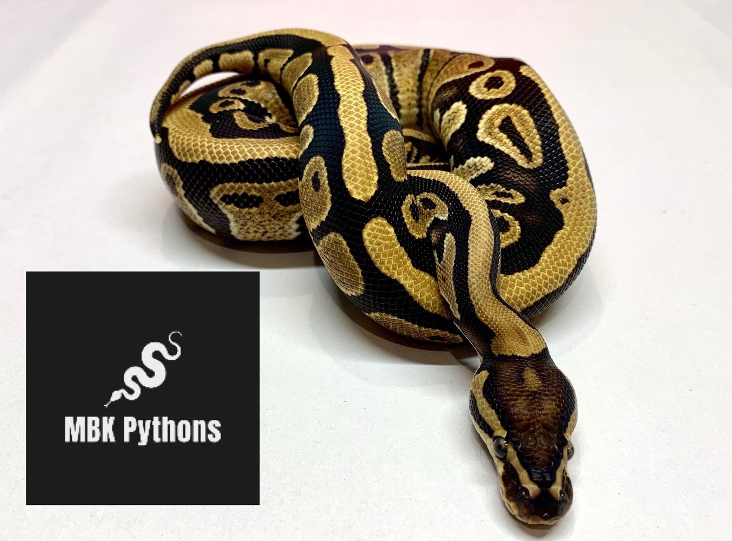 Het Clown Het Genetic Stripe Ball Python by MBK_pythons - MorphMarket