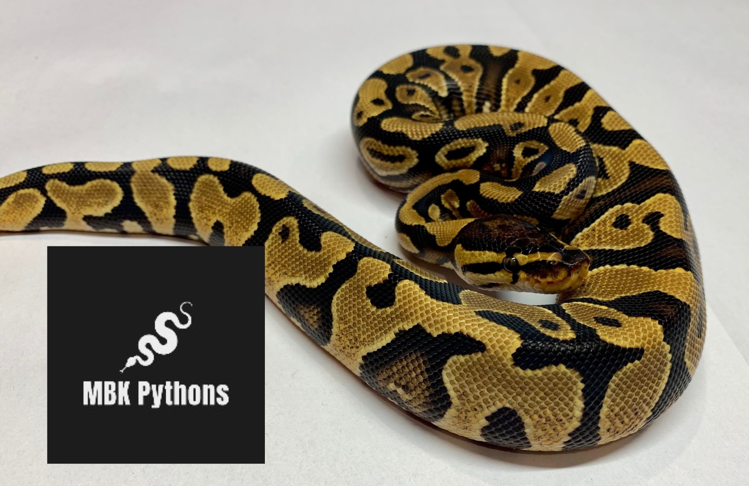 YellowBelly Het Clown Poss Het Hypo Ball Python by MBK_pythons ...