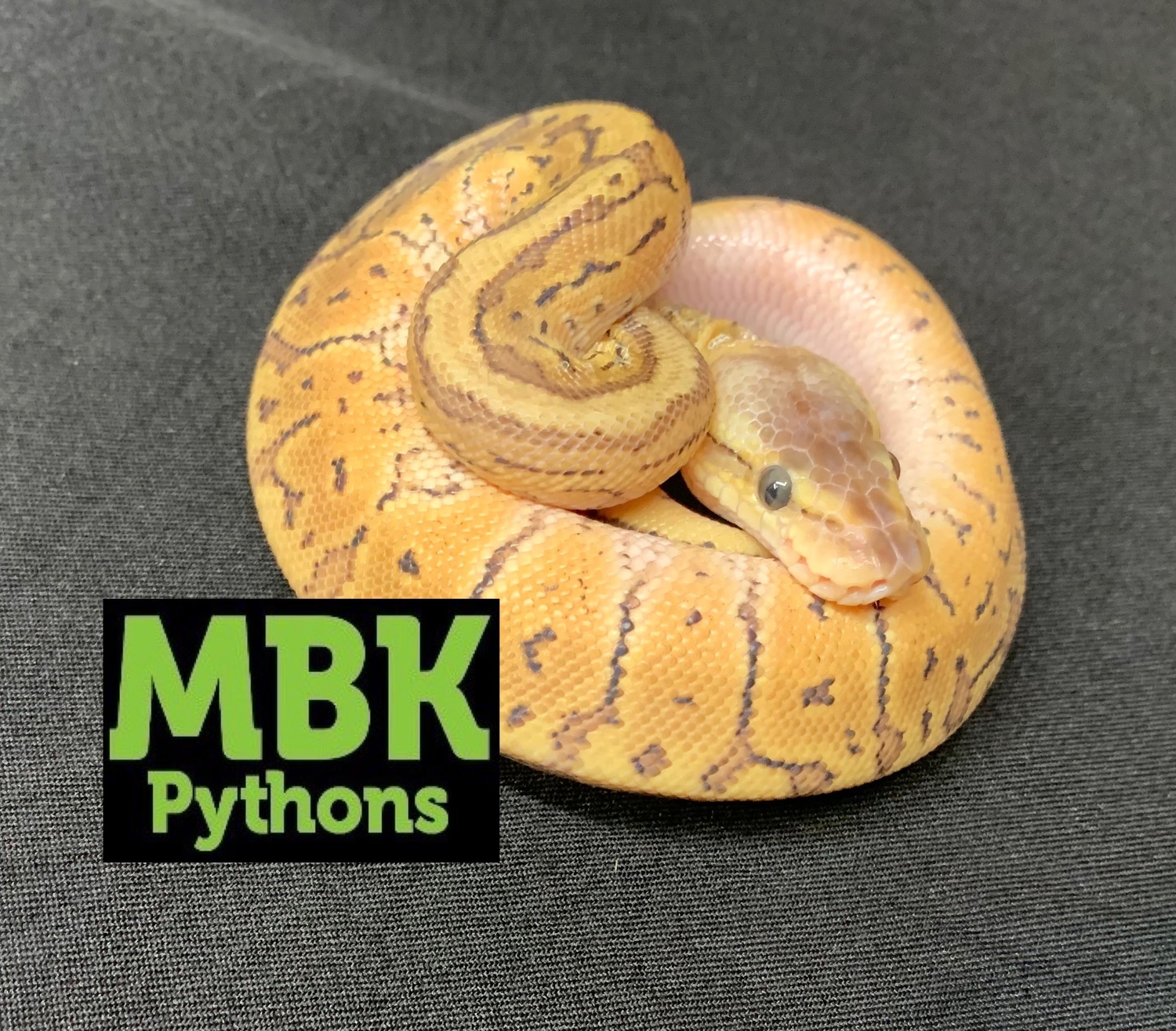 Pastel Pinstripe Special Ball Python by MBK_pythons MorphMarket