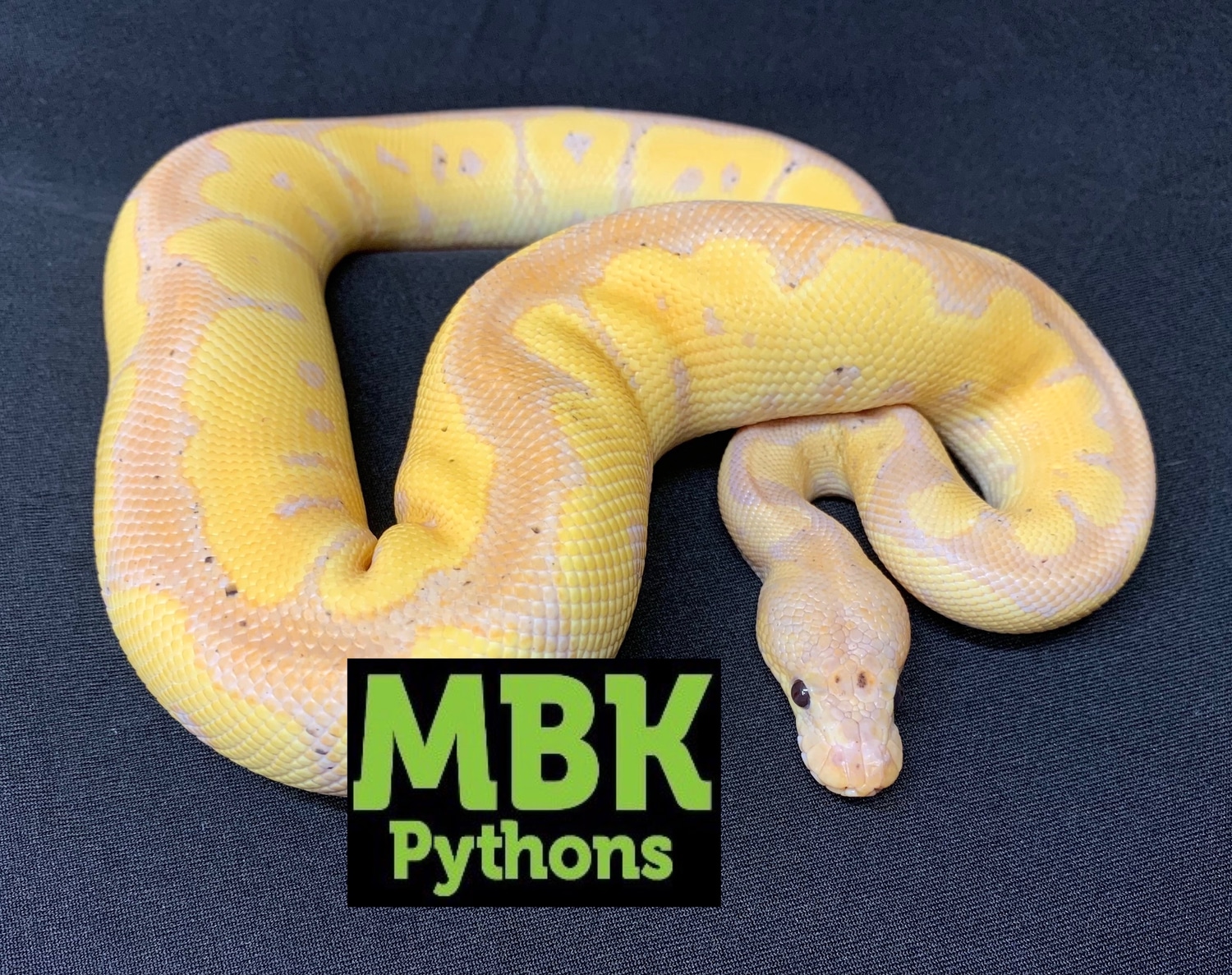Banana Blade Clown Ball Python by MBK_pythons MorphMarket