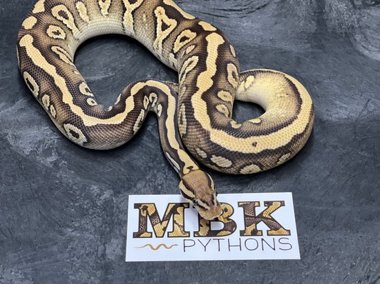 Pastave Het Clown Het Pied Ball Python by MBK_pythons