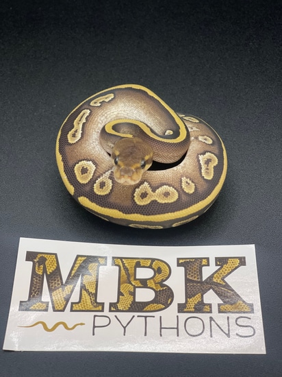 Mahogany Mojave Het Desert Ghost Ball Python by MBK_pythons